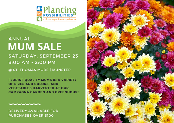 Image for Fall Mum Sale