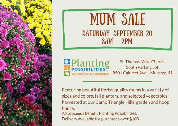 Image for Fall Mum Sale